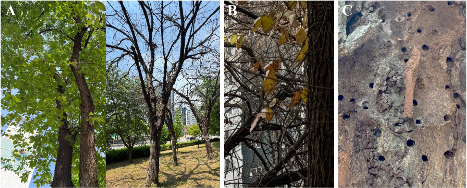 Review of management strategies on tree diseases caused by emerging and ...
